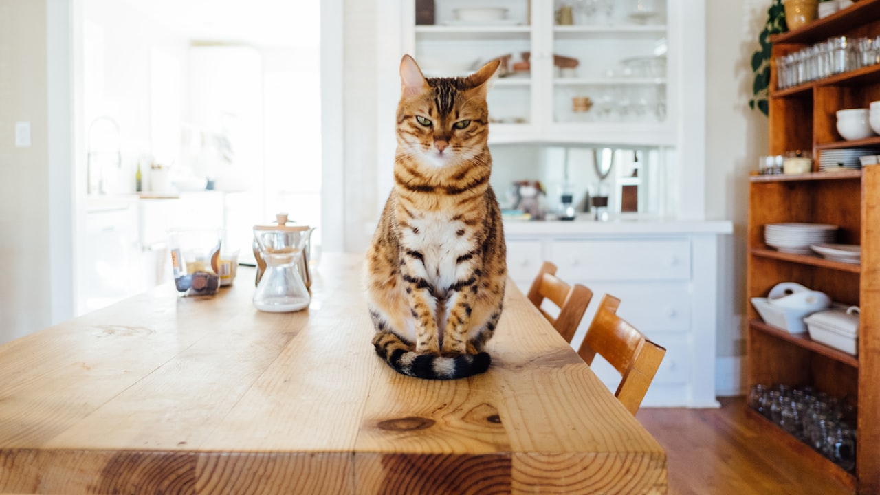 The Tactical Cat Harness: A Must-Have for Any Cat Parent